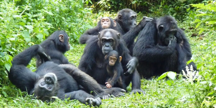 Chimpanzee Tracking in Uganda