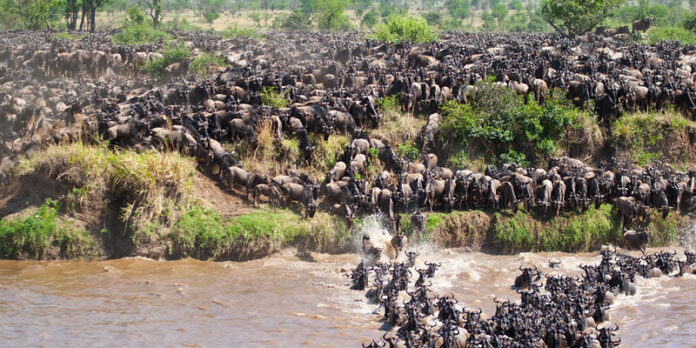 Wildebeest migration in Kenya