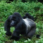 Eco Tours Rwanda