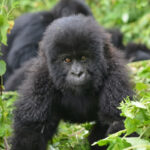 Gorilla Trek Rwanda