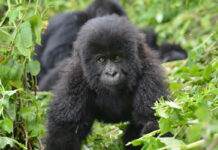 Top Gorilla Tours in Rwanda Gorilla Trek Rwanda
