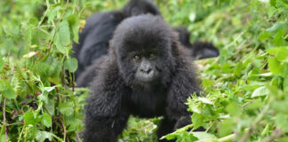 Top Gorilla Tours in Rwanda Gorilla Trek Rwanda