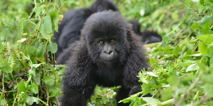 Gorilla Trek Rwanda