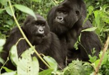 Best Way to Book Rwanda Gorilla Permits