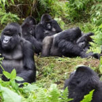 1 Day Rwanda Gorilla Tour