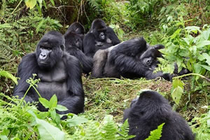 Rwanda Gorilla Safari