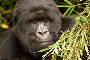 Rwanda Safari