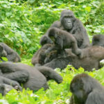 4 Day Congo Gorilla Trek