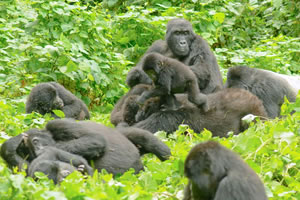 Gorilla Trek Rwanda