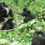 4 Day Rwanda Gorilla