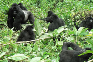 Rwanda Gorilla Safari