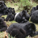 4 Day Uganda Double Gorilla