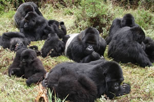 Gorilla Safari Rwanda